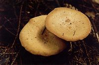 Clitocybe orangé. Cliquer pour agrandir l'image.