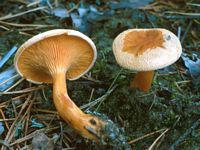 Clitocybe orangé. Cliquer pour agrandir l'image.