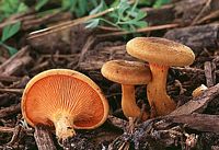 Clitocybe orangé. Cliquer pour agrandir l'image.