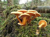 Clitocybe orangé. Cliquer pour agrandir l'image.