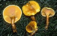 Clitocybe orangé. Cliquer pour agrandir l'image. Clitocybe orangé. Cliquer pour agrandir l'image.