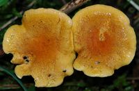 Clitocybe orangé. Revêtement. Ceyssat. Cliquer pour agrandir l'image.