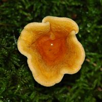 Clitocybe orangé. Chapeau. Ceyssat. Cliquer pour agrandir l'image.