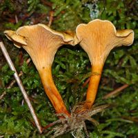 Clitocybe orangé. Pieds. Ceyssat. Cliquer pour agrandir l'image.