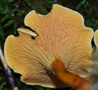 Clitocybe orangé. Plis. Ceyssat. Cliquer pour agrandir l'image.