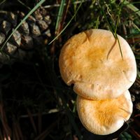 Clitocybe orangé. Montlosier. Cliquer pour agrandir l'image.