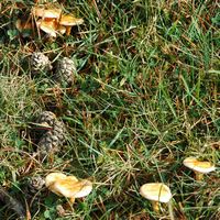 Clitocybe orangé. Groupe. Montlosier. Cliquer pour agrandir l'image.