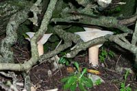 Clitocybe très grand. Cliquer pour agrandir l'image.