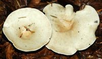 Clitocybe très grand. Allagnat. Cliquer pour agrandir l'image.