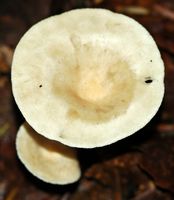 Clitocybe très grand. Allagnat. Cliquer pour agrandir l'image.