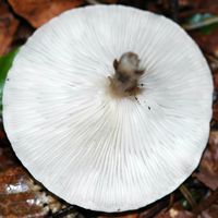 Clitocybe très grand. Allagnat. Cliquer pour agrandir l'image.