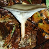 Clitocybe très grand. Allagnat. Cliquer pour agrandir l'image.