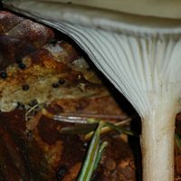 Clitocybe très grand. Allagnat. Cliquer pour agrandir l'image.
