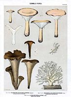 Clitocybes. Dessin d'identification. Cliquer pour agrandir l'image.