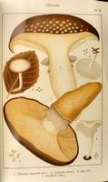 Clitocybes. Planche Ricken 98. Cliquer pour agrandir l'image.