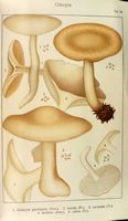 Clitocybes. Planche Ricken 99. Cliquer pour agrandir l'image.