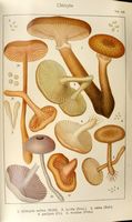Clitocybes. Planche Ricken 100. Cliquer pour agrandir l'image.