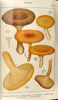 Clitocybes. Planche Ricken 102. Cliquer pour agrandir l'image.