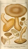 Clitocybes. Planche Ricken 103. Cliquer pour agrandir l'image.