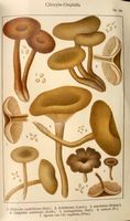 Clitocybes. Planche Ricken 104. Cliquer pour agrandir l'image.