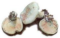 Clitopile petite prune. Cliquer pour agrandir l'image.