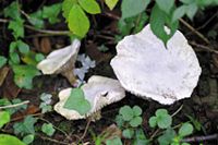 Clitopile petite prune. Cliquer pour agrandir l'image.