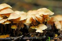 Collybie en touffe. Cheires de Côme. Cliquer pour agrandir l'image.