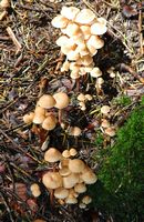 Collybie en touffe. Ceyssat. Cliquer pour agrandir l'image.