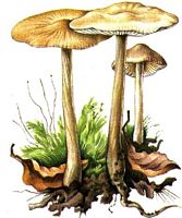 Collybie radicante. Dessin. Cliquer pour agrandir l'image.