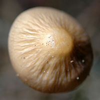 Collybie radicante. Chapeau Aux Roches. Cliquer pour agrandir l'image.
