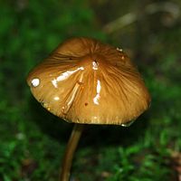Collybie radicante. Cheires de Côme. Cliquer pour agrandir l'image.
