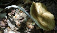 Collybie radicante. Chanat. Cliquer pour agrandir l'image.