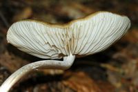 Collybie radicante. Chanat. Cliquer pour agrandir l'image.