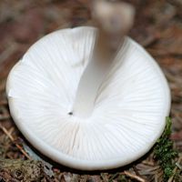Collybie radicante. Hyménophore. Les Roches. Cliquer pour agrandir l'image.