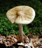 Collybie radicante. Fontaine-au-Loup. Cliquer pour agrandir l'image.