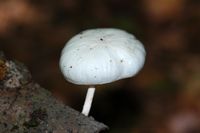 Chapeau de collybie visqueuse. Cliquer pour agrandir l'image.
