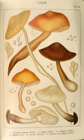 Collybies. Planche Ricken 106. Cliquer pour agrandir l'image.