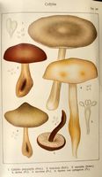 Collybies. Planche Ricken 107. Cliquer pour agrandir l'image.