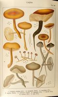 Collybies. Planche Ricken 108. Cliquer pour agrandir l'image.