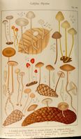 Collybies. Planche Ricken 109. Cliquer pour agrandir l'image.