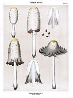 Coprin chevelu. Dessin d'identification. Cliquer pour agrandir l'image.