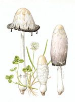 Coprin chevelu. Dessin. Cliquer pour agrandir l'image.