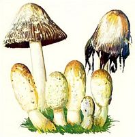 Coprin chevelu. Dessin. Cliquer pour agrandir l'image.
