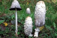 Coprin chevelu. Cliquer pour agrandir l'image.