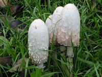 Coprin chevelu. Cliquer pour agrandir l'image.
