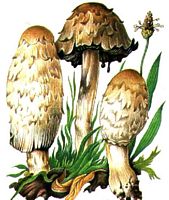 Coprin chevelu. Dessin. Cliquer pour agrandir l'image.