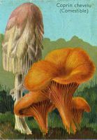 Coprin chevelu. Dessin d'identification avec chanterelle ciboire. Cliquer pour agrandir l'image.