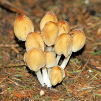 Coprin micacé. Cheires de Côme. Cliquer pour agrandir l'image.