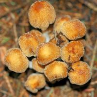 Coprin micacé. Cheires de Côme. Cliquer pour agrandir l'image.