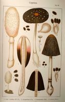 Coprins. Planche Ricken 20. Cliquer pour agrandir l'image.